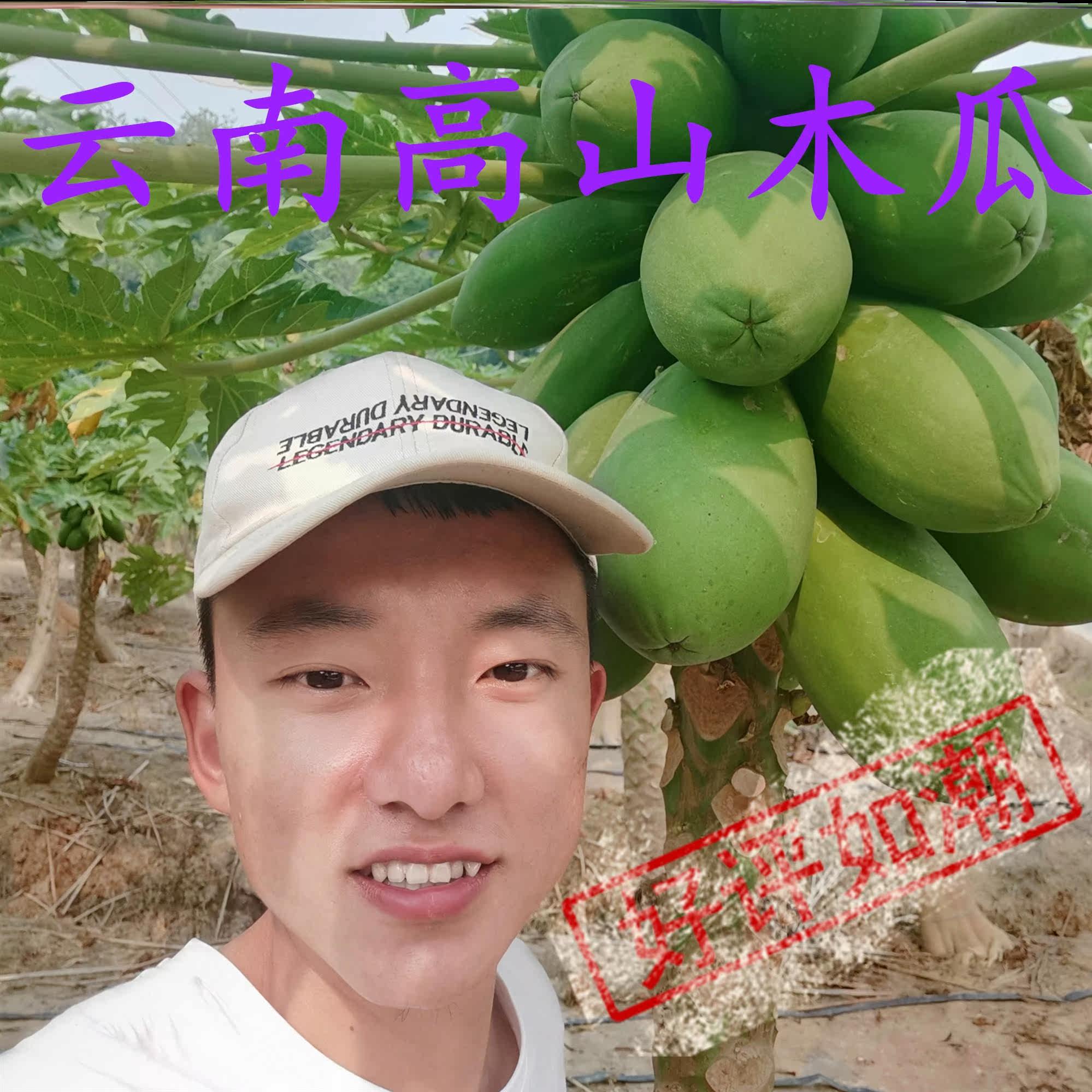 Xishuangbanna papaya under the milk papaya maternity breastfeeding raw papaya plump chest augmentation college fruit