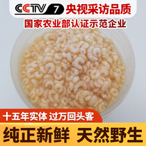Queen bee fetus pure wild natural fresh honeycomb nest dried pieces larva queen bee royal jelly female ovarian nourishing