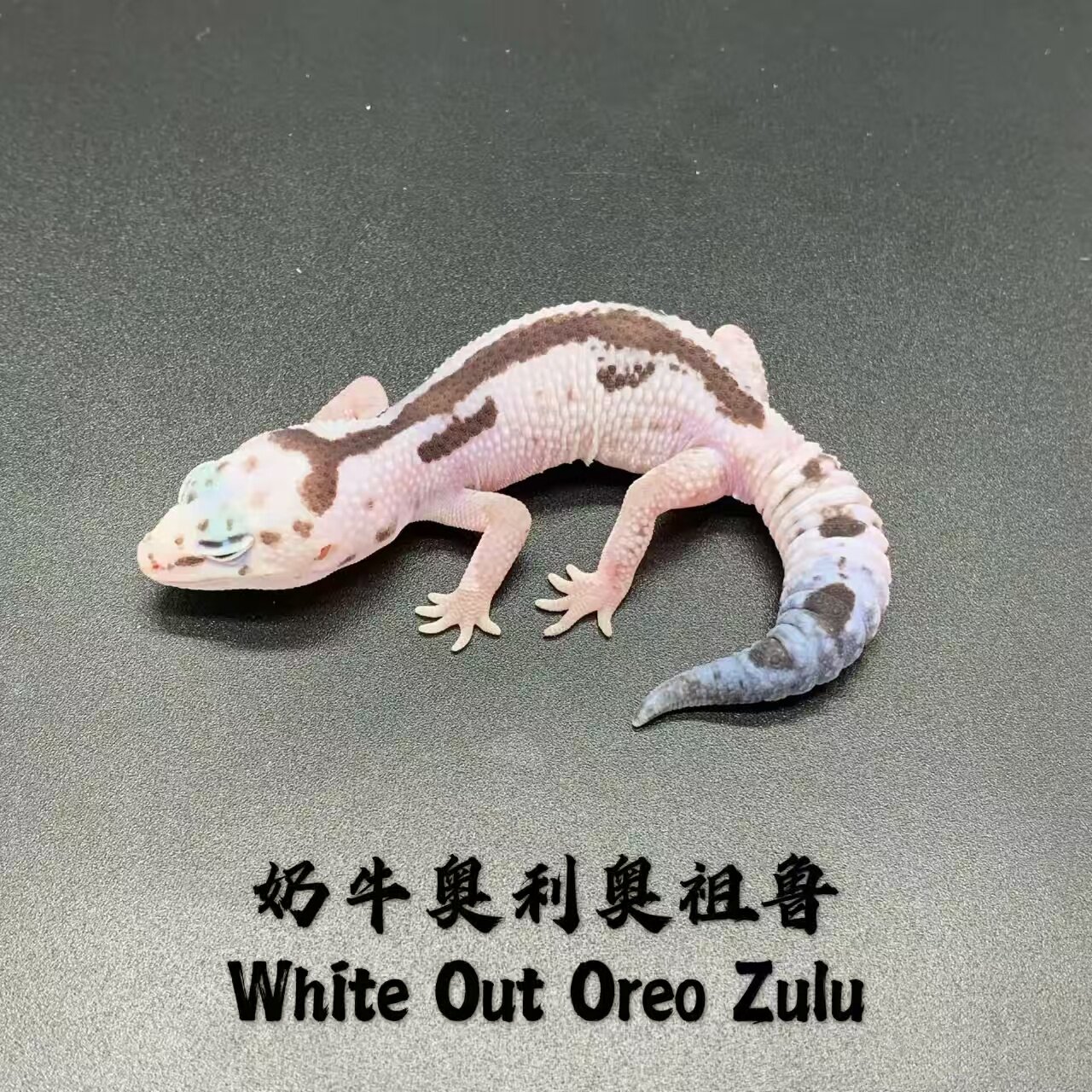 肥尾守宫:橘白豹纹奥利奥,桌宠界的萌系新星🌟🐾-守宫蜥蜴-淘宝好物网