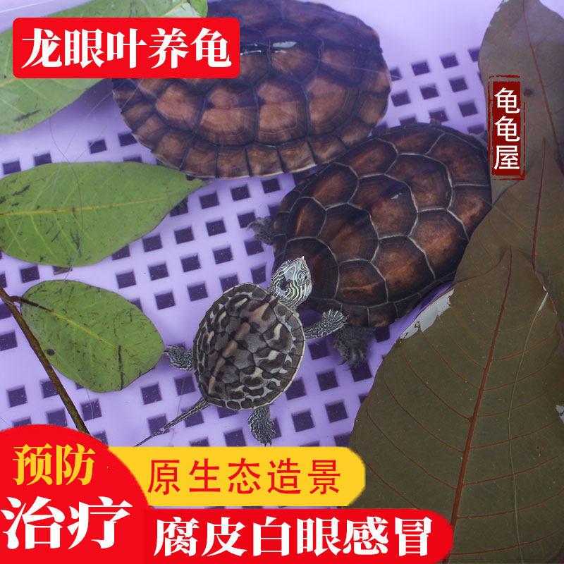 Longan leaf turtle bionic dodging antiseptic skin white eye longan leaf no boiling conditioning water quality landscaping turtle longan leaf