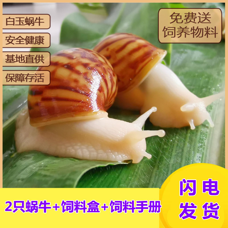 Snail small pet feeding box white jade snail living biology student scientific experiment observation set giant big snail