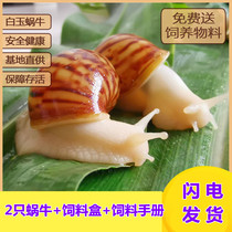 Snail small pet feeding box white jade snail living biology student scientific experiment observation set giant big snail