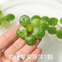 Леопардовый печати маленькое яблоко (случайный размер)