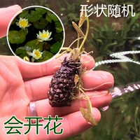 1 микросхрическая лилия