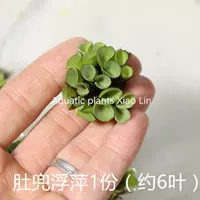 1 копия живота (около 6 листьев)