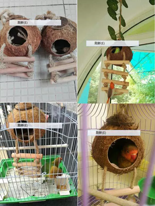 Yến sào Gáo dừa Yến cỏ Yến mẫu đơn Budgies Nest Nuôi yến dừa Nguồn cung cấp yến sào cho vẹt nhỏ và vừa - Chim & Chăm sóc chim Supplies