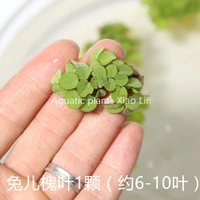 Кроличья саранча для листья утки 1 часть (около 6 листьев)