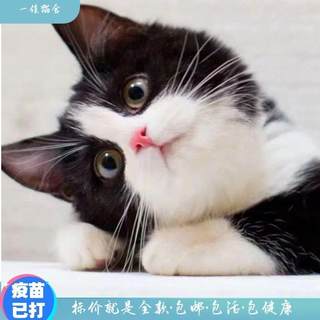 Chinese pastoral cat kitten home raising body civet cat