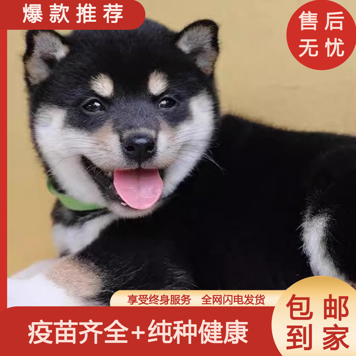 纯种柴犬幼犬：日本赤黑白柴赛级双血统豆柴，宠物界的小太阳！-宠物摄影-淘宝好物网