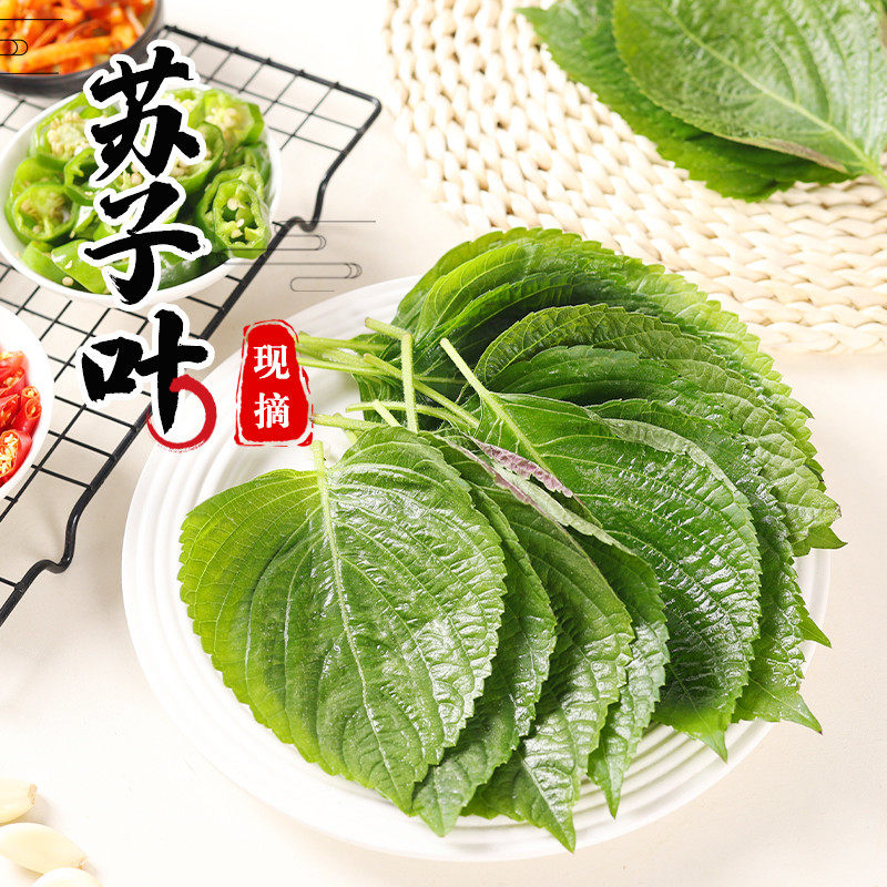 Suziye Fresh Vegetables Korean Barbecue Perilla Leaf Wrapped Rice Vegetable Leaf Northeast Specialty