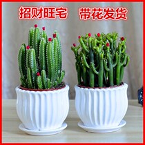 Jucaishan succulent plant cactus potted living room green plant flowers indoor office desktop good raise formaldehyde