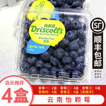 Yunnan Yi Berry Blueberry Fresh Fruit Driscolls Fresh Pregnant Woman Fruit In season big fruit SF