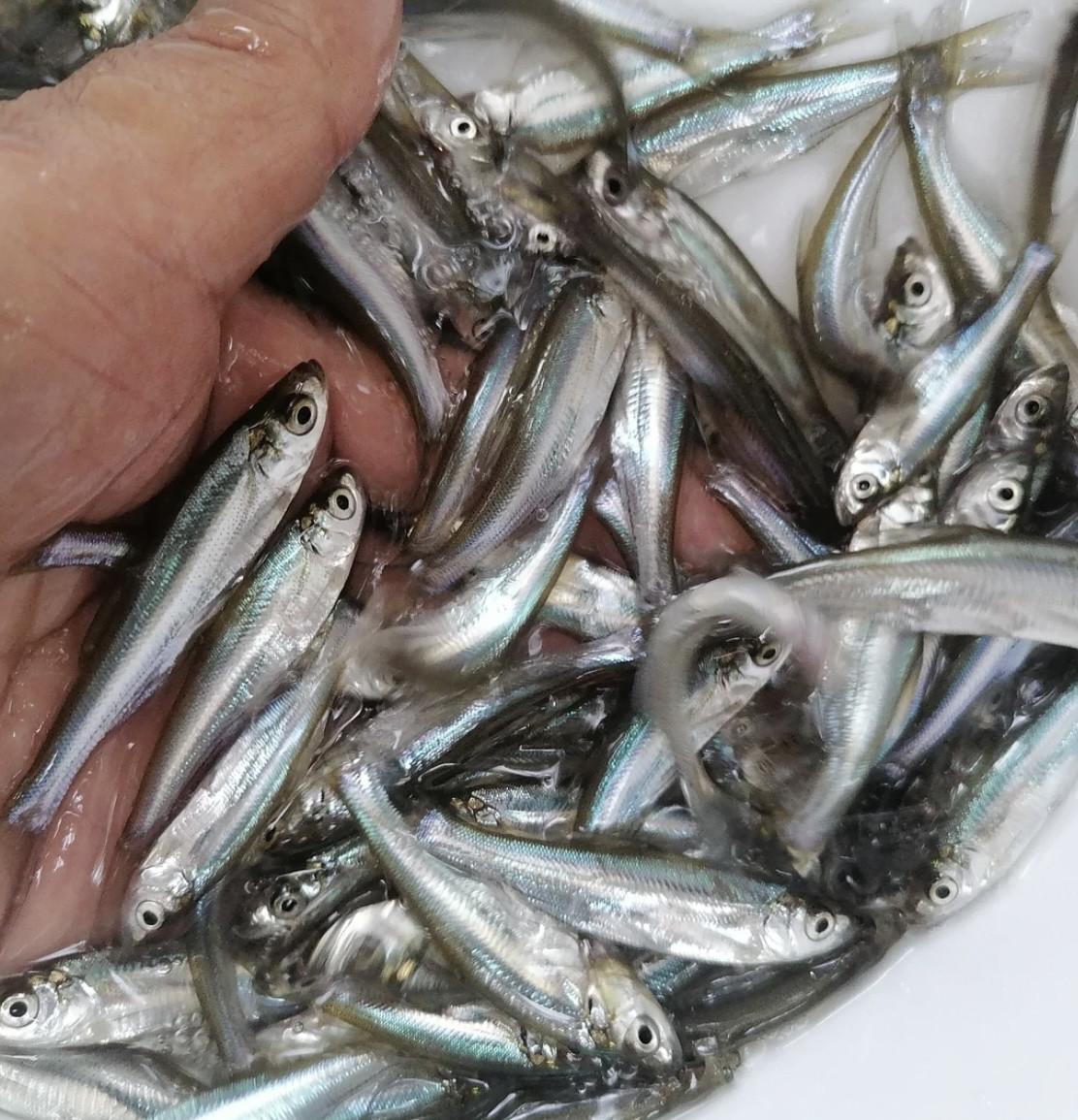 🐟揭秘!翘嘴鲌鱼苗的秘密武器,淡水养殖新宠儿来了!💪-鱼-淘宝好物网
