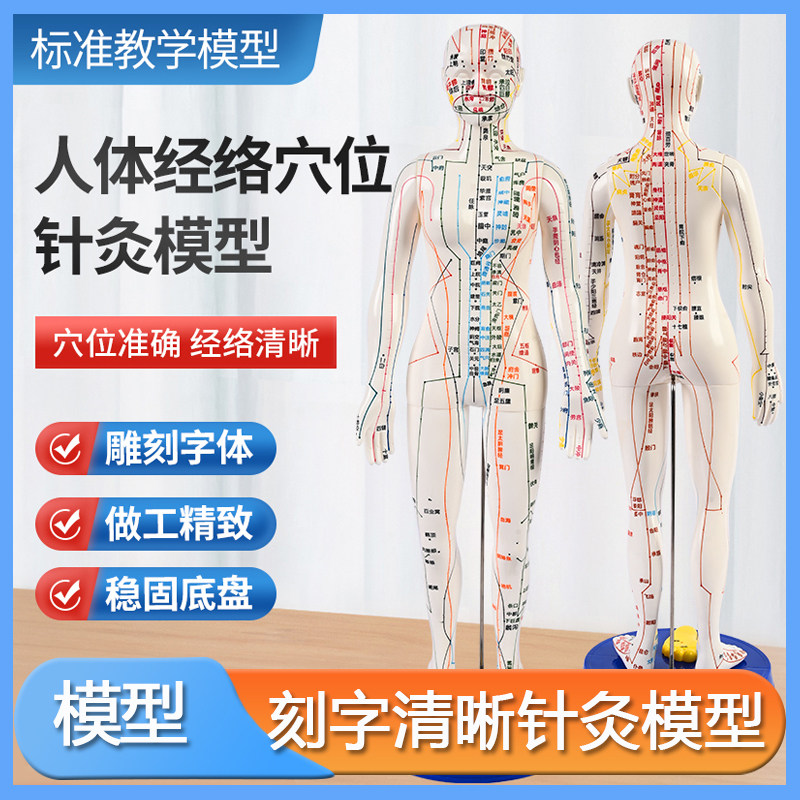丰帆人体模型中医针灸穴位教学全身十二经络图小皮人硅胶扎针练习