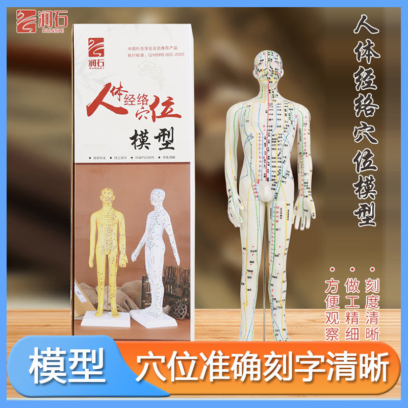 润石人体模型中医针灸穴位教学全身十二经络图小皮人硅胶扎针练习