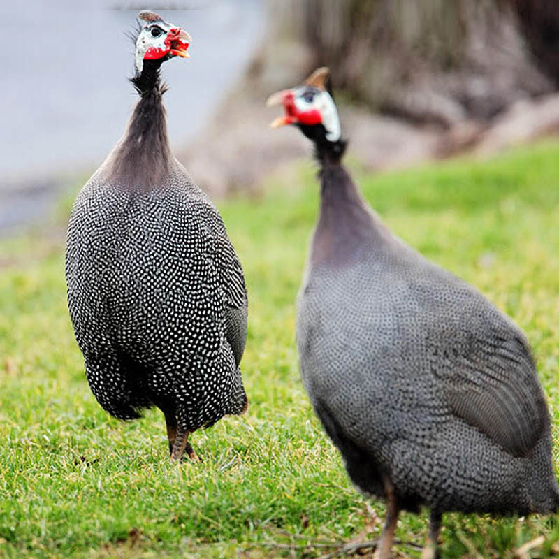 Guinea fowl Farmers live-to-live white chicken rooster hens watch chickens lay laying eggs live chickens