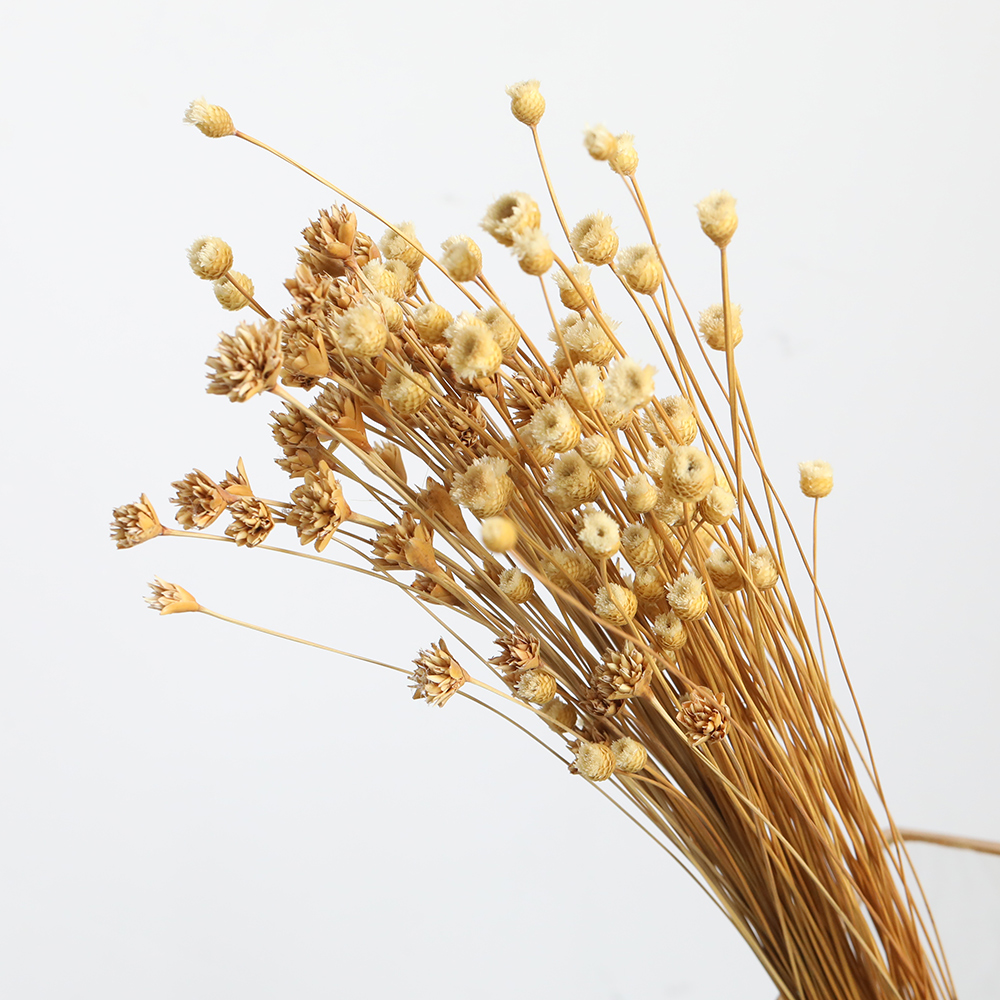Dry flower flower arrangement star flower dog's tail grass
