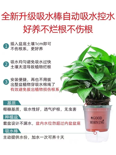 Зеленый горшечный горшок посаженный формальдегид очищающий воздух в крытый офис гидропонный цветочный цвет зеленый растение Новое домохозяйство.