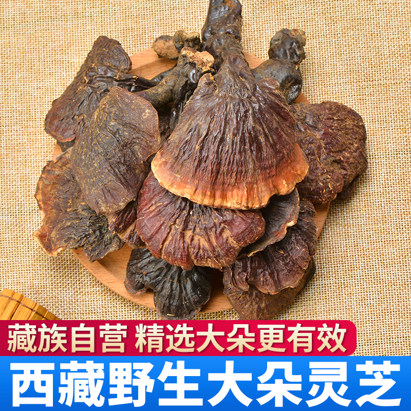 Tibet wild Ganoderma lucidum Linzhi wild gingzhi dry goods whole red Ganoderma lucidum wild big flower a total of a catty