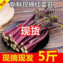 Fresh red cabbage moss Hongshan vegetable moss seaweed moss farm specialty red cabbage heart green vegetables red rape 5 pounds