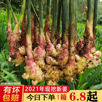 Fresh dig ginger ginger ginger red ginger Guizhou mountain area new ginger ginger