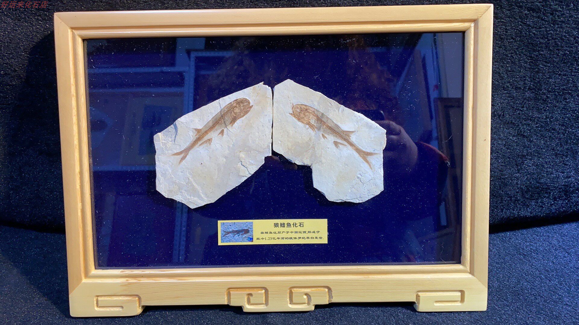 Western Liaoning paleontology wolf-fin fish fossil plant fossil insect fossil solid wood mounting nationwide