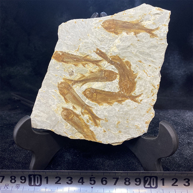 Western Liaoning paleontology wolf fin fish fossil boutique group fish single board without fracture home collection ornaments send bracket