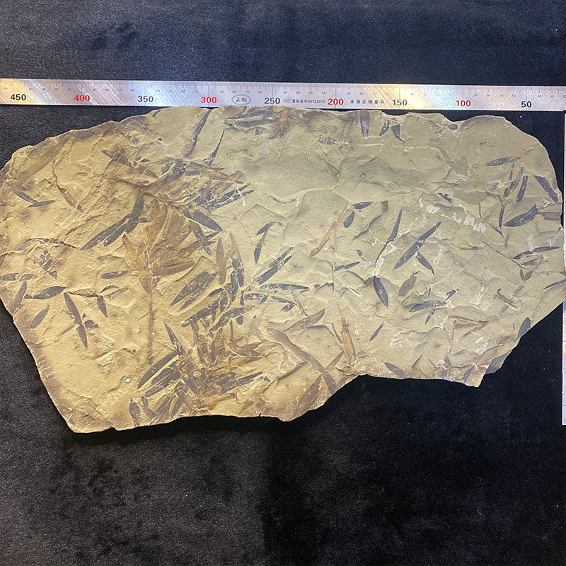 Liaoning Branch Plant Fossil Boutique Liaoxi Chaoyang Original Plate All True Unmodified Single Plate Folio Collection Decoration