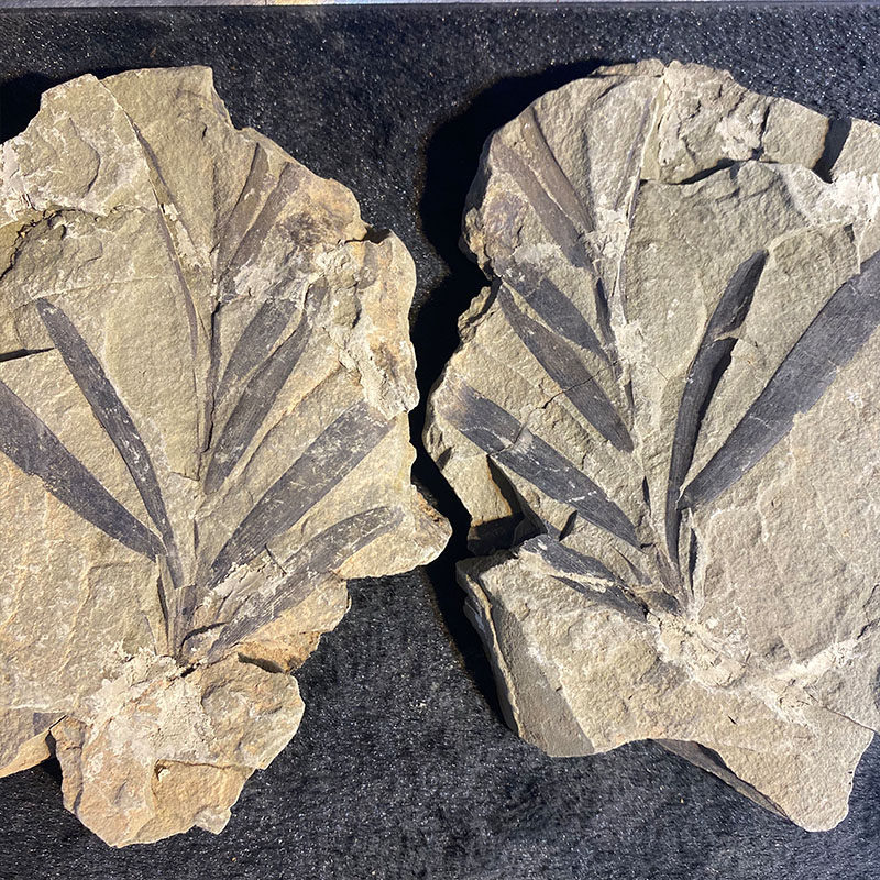 Liaoning Branch Plant Fossil Boutique Liao Xi Chaoyang Soundboard Full-Truth No Modification to the Collection Furnishing