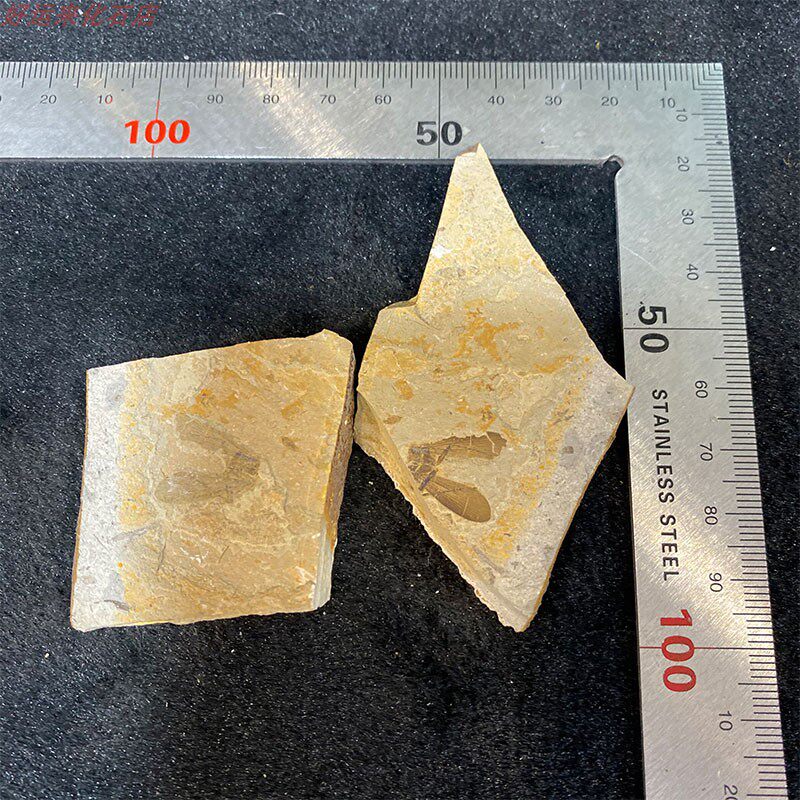 Liao Xi Ancient Biological Insect Fossil Texture Clear Gesture Dynamic Unadorned Random Shipping