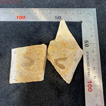 Liao Xi Ancient Biological Insect Fossil Texture Clear Gesture Dynamic Unadorned Random Shipping