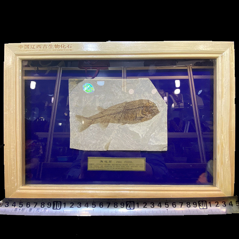 Western Liaoning paleontological wolf-fin fish fossil single fish group fish exquisite solid wood framed boutique gift box