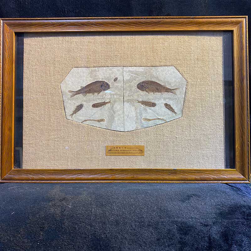 Western Liaoning paleontology Yixian boutique off large wolf-fin fish fossil plant fossil insect fossil