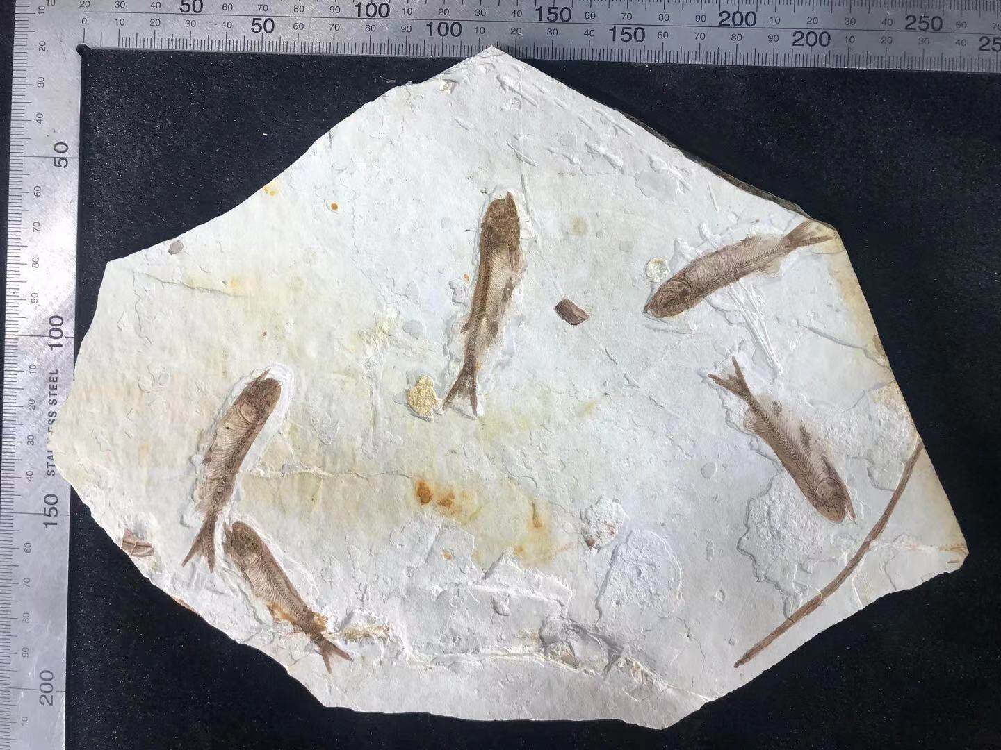 Chaoyang, Western Liaoning, paleontological wolf-fin fish fossils, no fractures, no modifications, primitive fish fossils, plant fossils