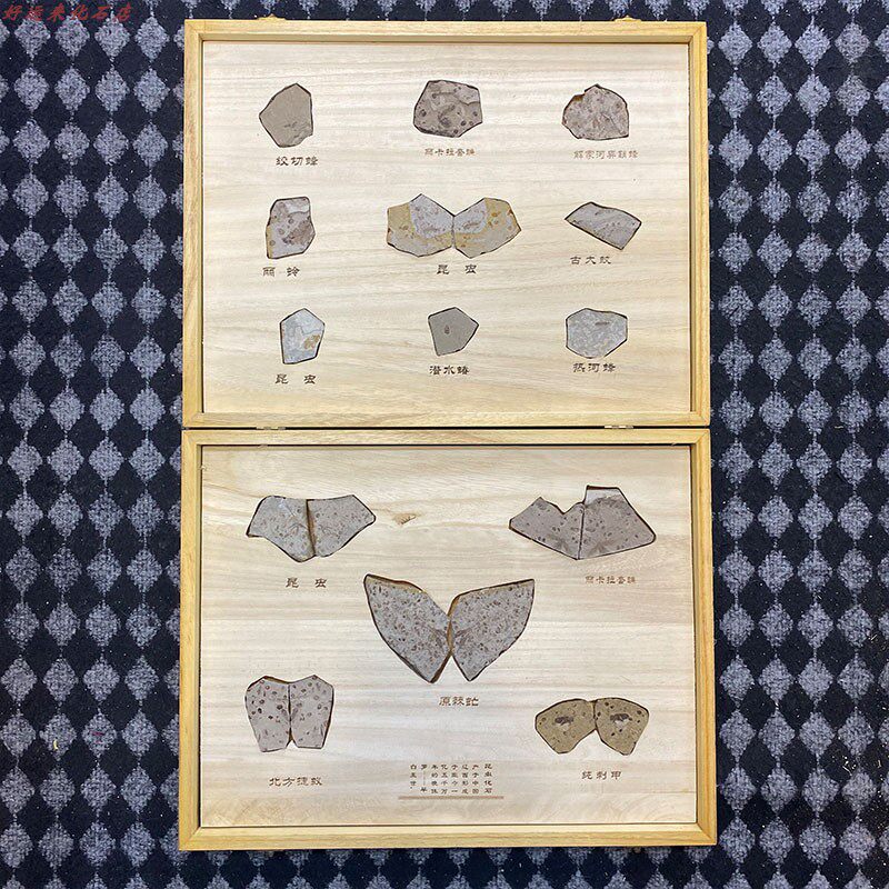 Liao Xi Ancient Bio-Insect Fossil Gift Box Set Group Grain Clear Variety Complete Collection And Gift and Gift Boutique