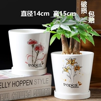 Два средних прямых цветов похожи на парню