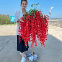 (Bag Live Flowering) Purple vine flower sapiana flowers potted plants to plant the balcony patio for the year the flowering of the year