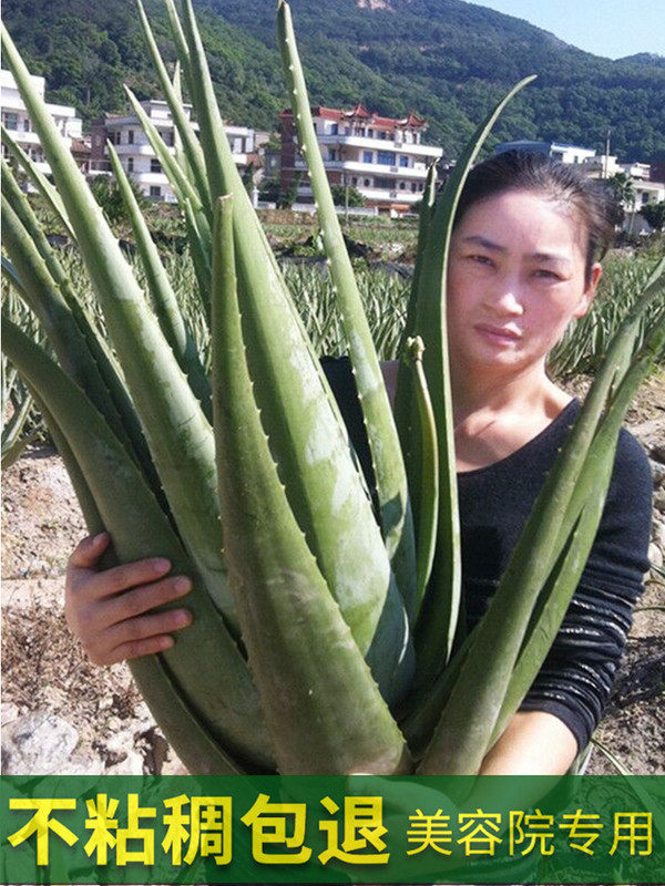 Curacao aloe vera leaf beauty salon special-purpose can apply face plant fresh edible beauty aloe vera potted plant