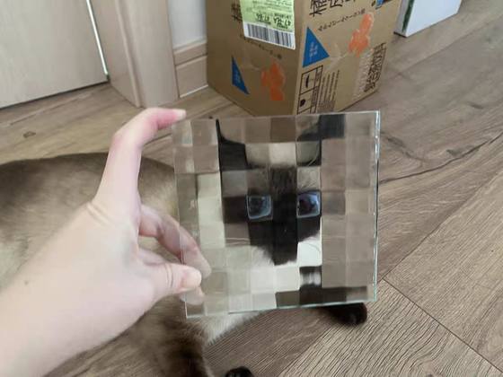 Double grid three-dimensional embossed art glass mosaic cat pet funny photo personality creative photography like props