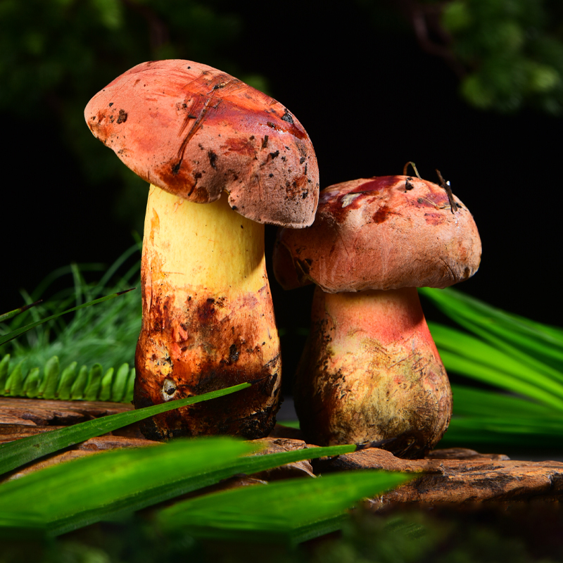 Wild Bull Liver Fungus Fresh Yunnan Special Produce Red White Yellow Black Cow Liver Bacteria See Hand Green Flagship Store 500g Shunfeng