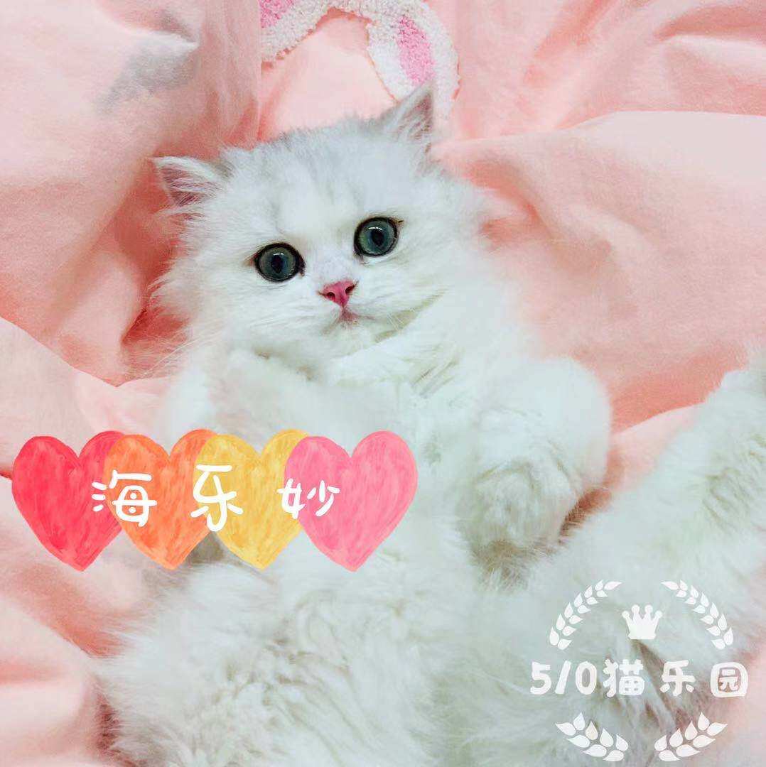 510 3 of the 510 cat Paradise Heineworm in the sea