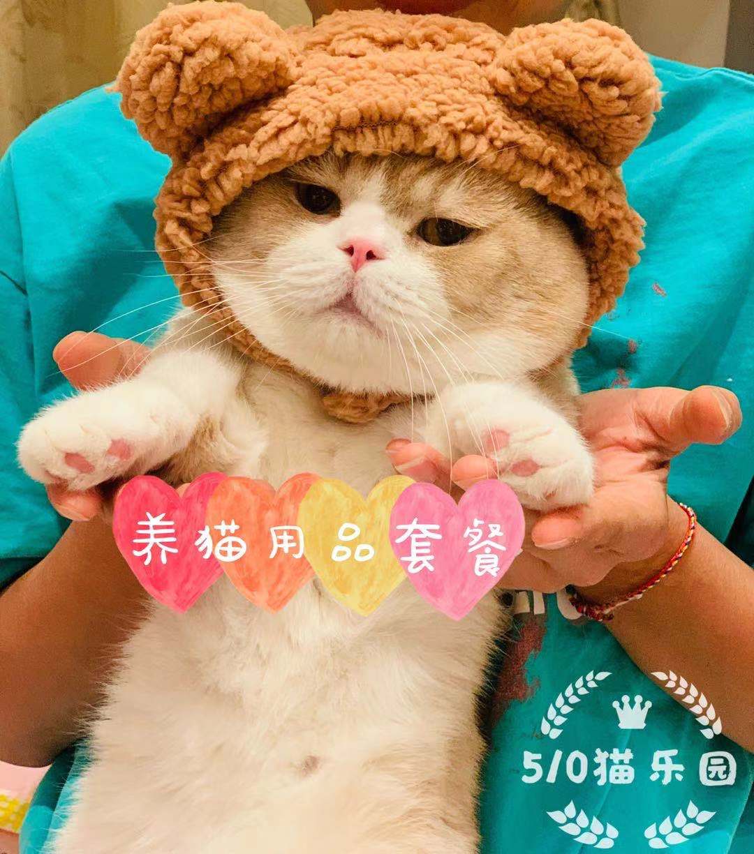 510 Cat Park List of basic cat supplies