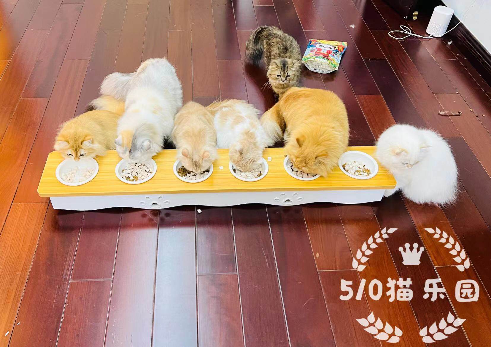 510 Cat Park Six-To-Cat Bowl Shelf Double eleven Price 260