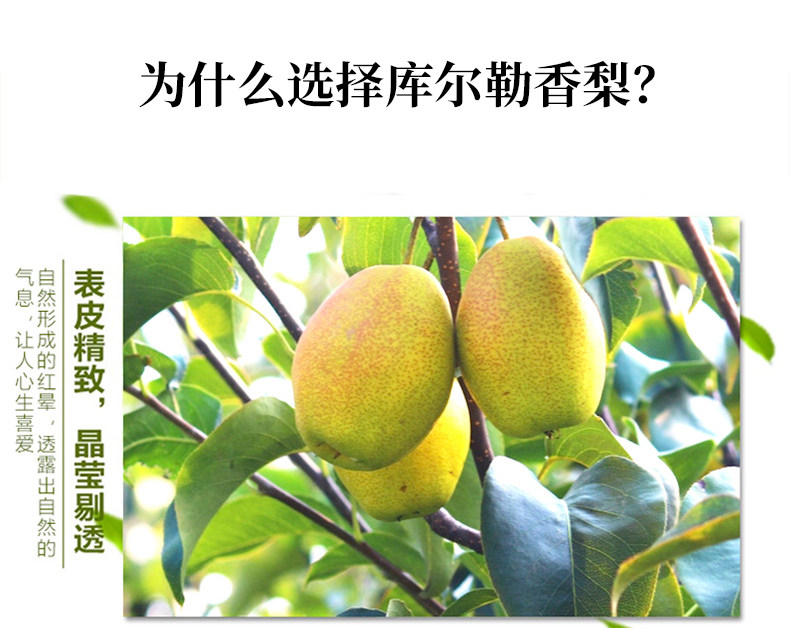 新疆库尔勒香梨 净重4.5斤 约16个 单果120g以上 图4