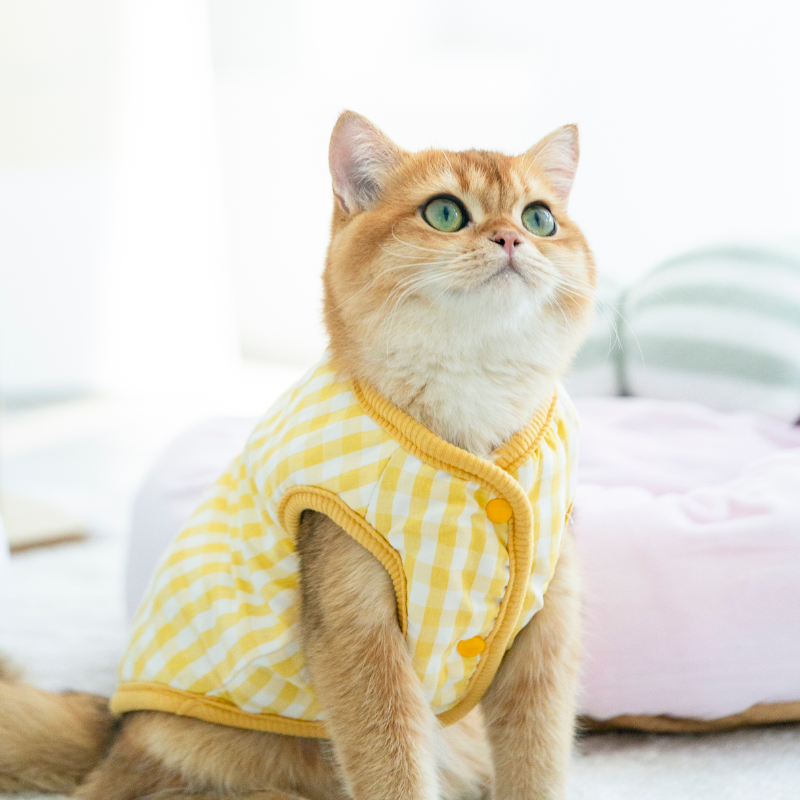 Cat clothes anti-hair loss autumn cat kitten kitten vest warm blue cat puppet winter autumn and winter cat clothes