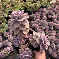 Zi Le succulent plant old pile Yunnan succulent green plant potted Zi Le Xiao Lao Zhuang long Zi Le control and raise fine purple
