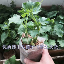 Chayote seedlings chayote seedlings with buds with soil high-yield four seasons edible fruit self-planting root handrail seeds