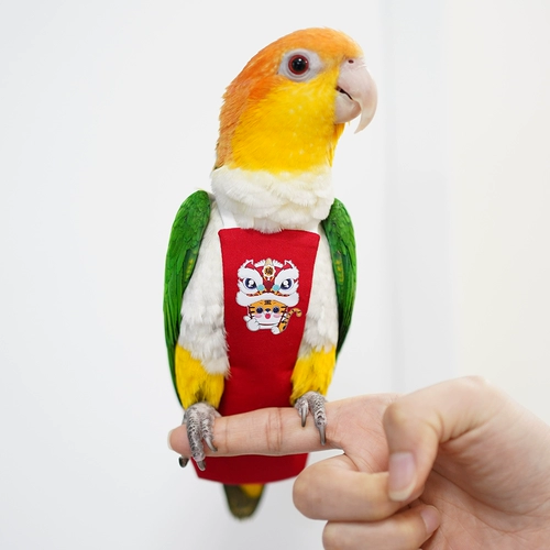 Трехмерная моча попугая птицы не мокрой одежды.