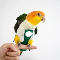 Восьмой третий трехмерный швейный шарик грамм