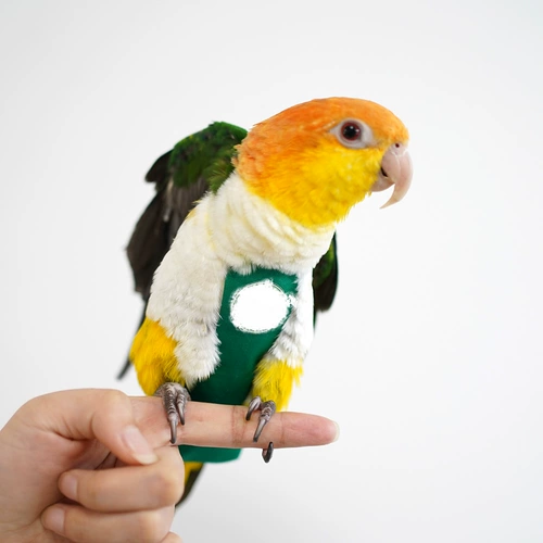 Трехмерная моча попугая птицы не мокрой одежды.